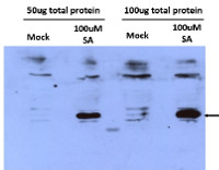 PR-5 | Pathogenesis-related protein 5 (A,thaliana) in the group Antibodies Plant/Algal / Environmental Stress / Pathogen attack at Agrisera AB (Antibodies for research) (AS12 2373)